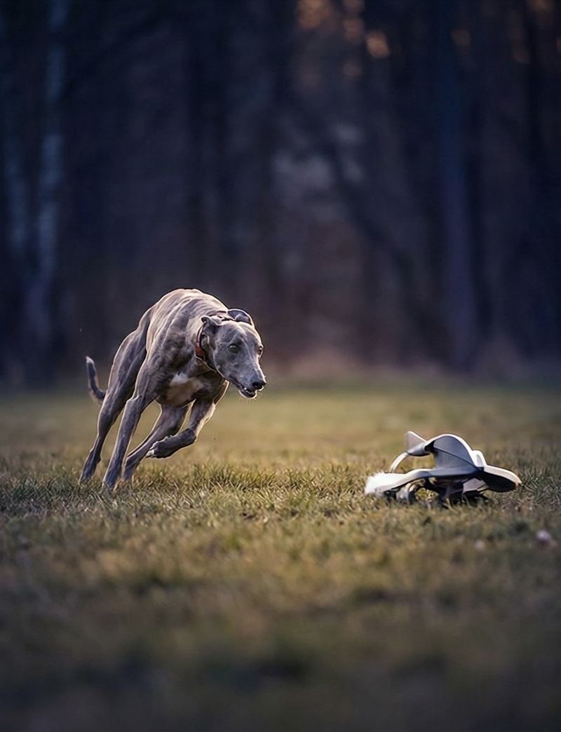A whippet sprinting after a lure